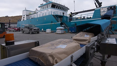 Frozen Pacific cod being offloaded at an Alaskan port