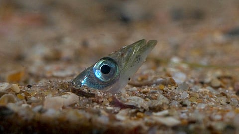 Partially buried sandeel