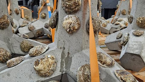 Close-up of the droppable oyster structures