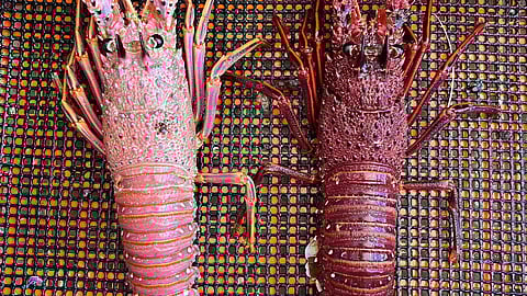 The juvenile lobster on the left has moulted into a lighter shell colour.