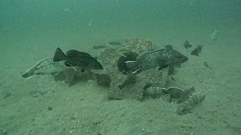 Fish gather around an artificial reef under observation.