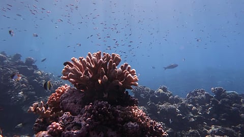 Marine park at an undisclosed location