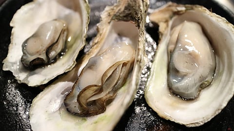 Oysters (representative photo only)