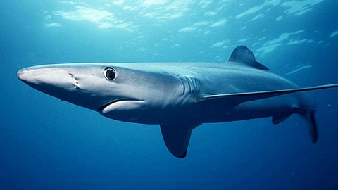 Blue shark