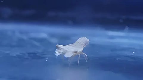 Juvenile slipper lobster