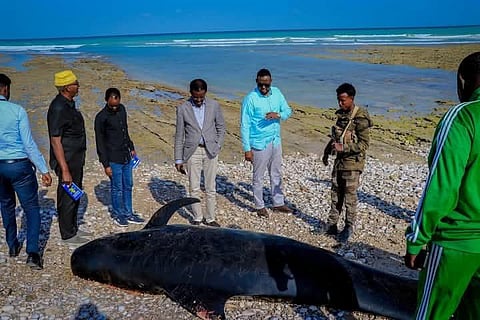 Mystery as over 100 dead dolphins found on Somali coast