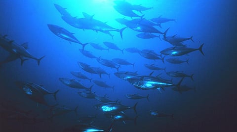 Vietnam's tuna exports find growing market in Middle East