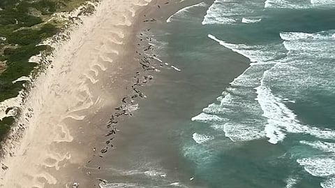 Aerial view of the mass beaching event