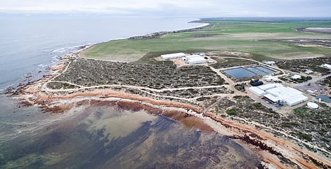 Clean Seas Seafood facilities, South Australia