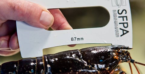 Ireland's Sea-Fisheries Protection Authority publishes updated information notice on non-commercial pot fishing