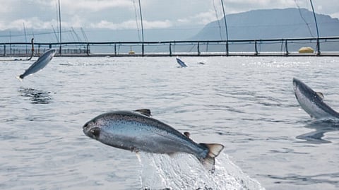 Icelandic Salmon cites low harvest volumes leading to YOY drop in revenues, income in Q4 2024