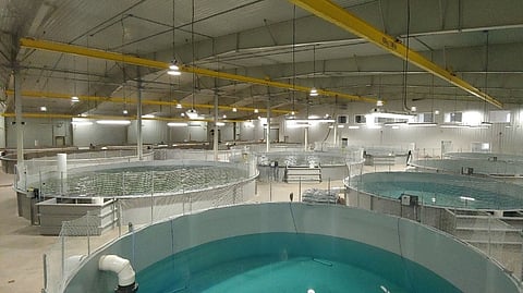 Cooke subsidiary acquires Aqua Bounty Canada