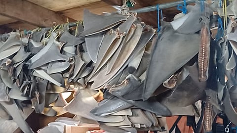 Seven Indonesians plead guilty to illegal fishing in Australian waters
