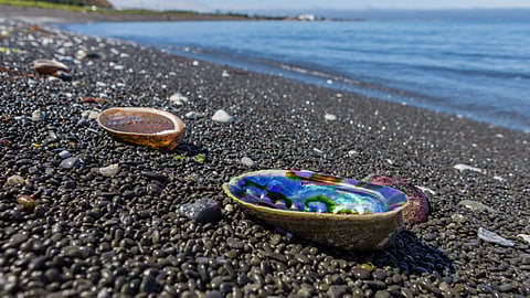 New Zealand Government unveils aquaculture development plan