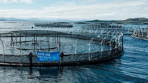 Activists erect a banner on an aquaculture pen in Macquarie Harbour, Tasmania