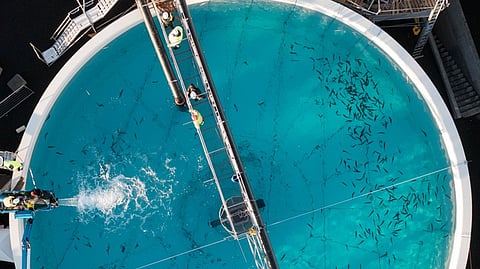 First Water aquaculture pen