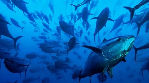 School of tuna