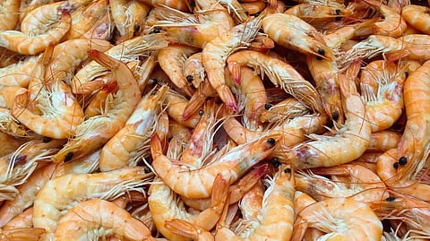 Shrimp platter
