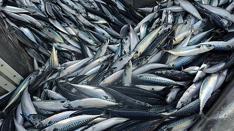 EU fishing industry denounces NGO advice to stop buying mackerel fished by EU fleet