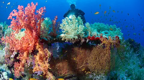 Wadi el-Gemal national park