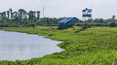A pangasius farm in Vietnam