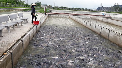 A tilapia farm in Vietnam