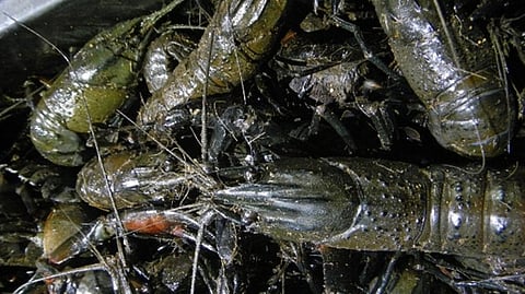 Marron Western Australia