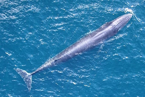 Rice's whale