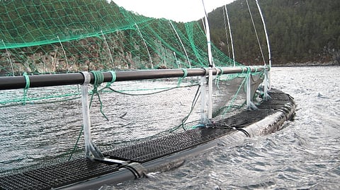 Norwegian aquaculture