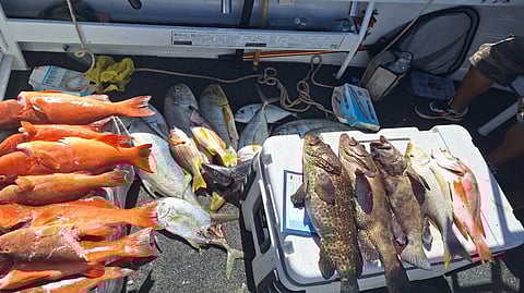 Seized barcheek coral trout