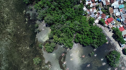 Mangroves on the coast of the Philippines