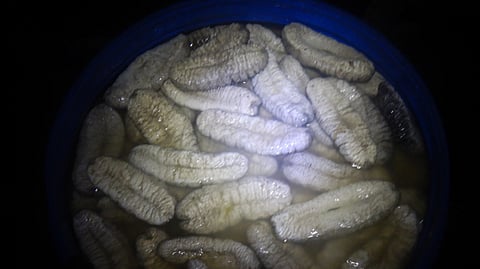 Australian authorities detain seven Indonesian nationals for illegal fishing in Northern Territory