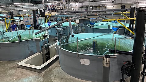 Inside Proximar Seafood's Japan facility