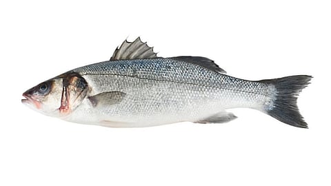Sea bass