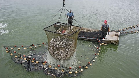 Catfish pond fishing