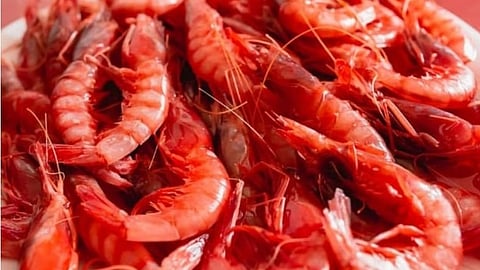Red shrimp