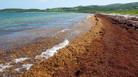 A beach on Saint Martin in the Caribbean (east of Puerto Rico) covered in Sargassum seaweed on November 19, 2011