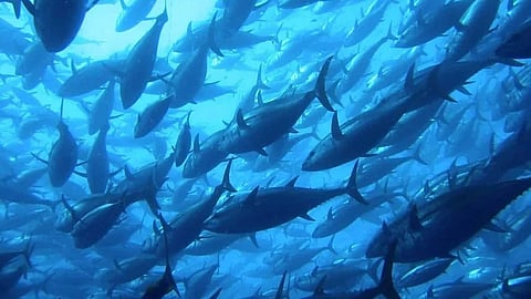 Bluefin tuna