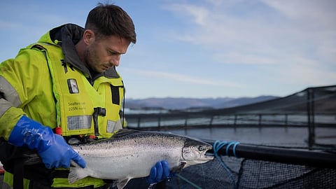 Salmon Scotland