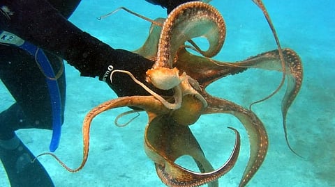Octopus