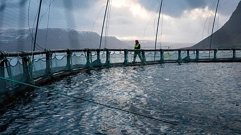 Salmon farm