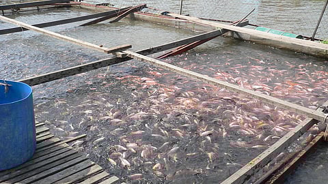 Tilapia farming in floating cages in Vietnam