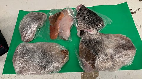 Fillets from recreationally caught fish sold illegally