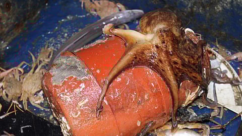 Octopus pot