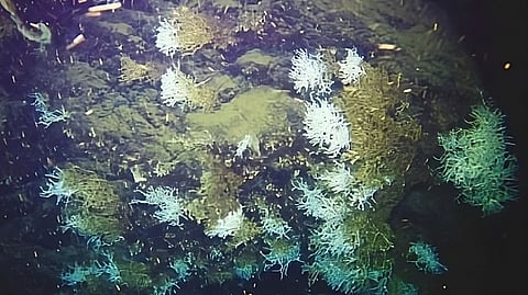 Demeter corals