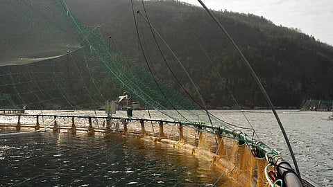 Circular fishing seine put into operation in two cages at a Grieg Seafood facility in Norway