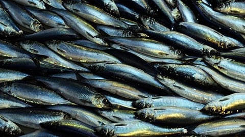 NVG herring