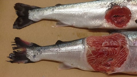 Salmon with winter sores