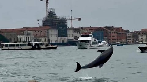 "Mimmo" the dolphin off Venice