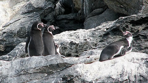 Humboldt penguins in Chile